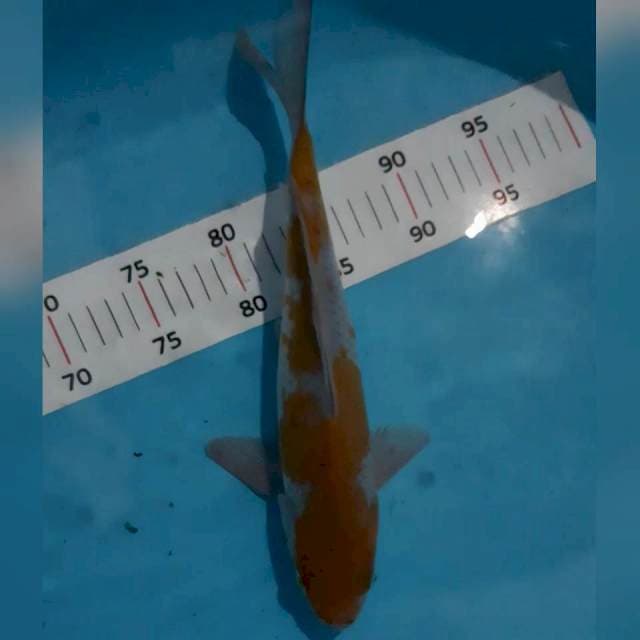 Ochiba*32cm f