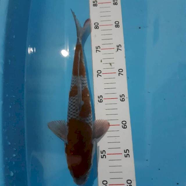 F ochiba*32cm