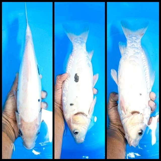 kumonryu 34 cm