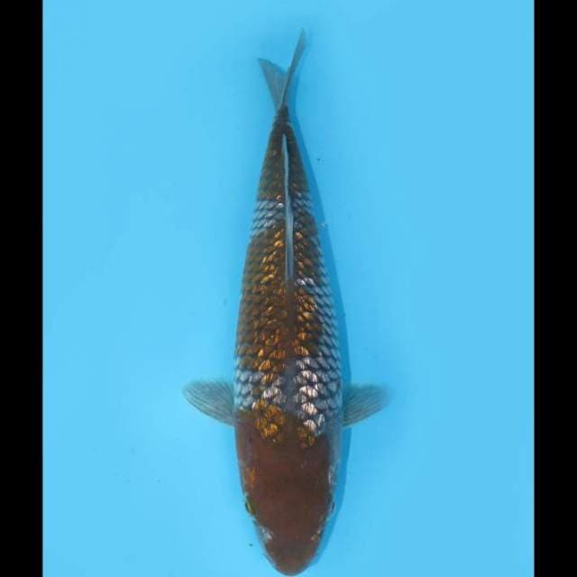Ochiba Full Ginrin - 28cm Female