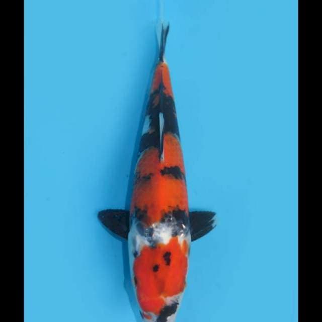 Sandan Showa Halus - 23cm Male