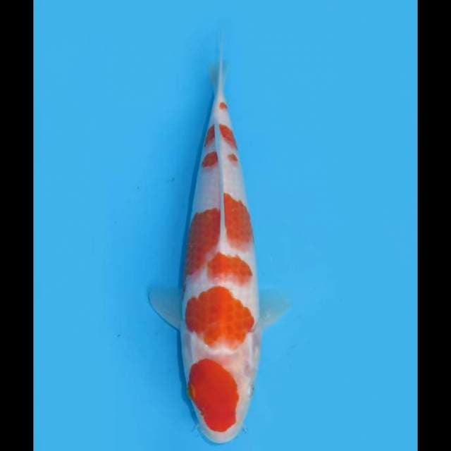 Goten Sakura Kohaku - 28cm Female