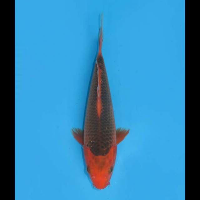 Aka Matsuba Tosai - 24cm Male
