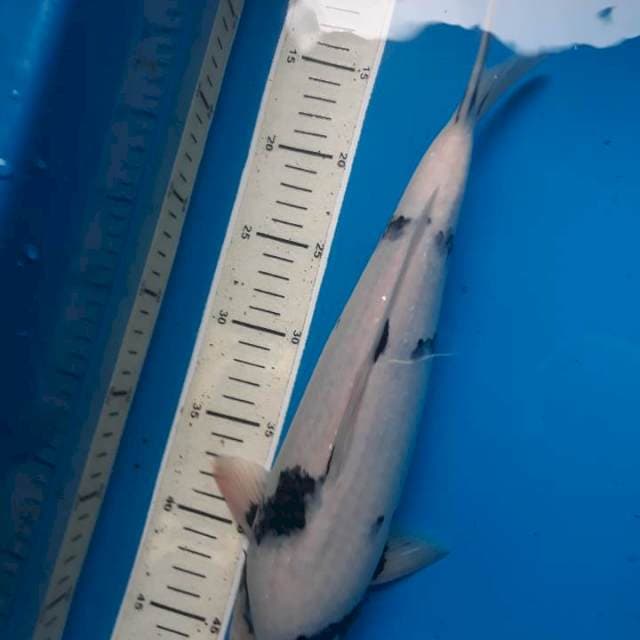 Siro 37cm f1