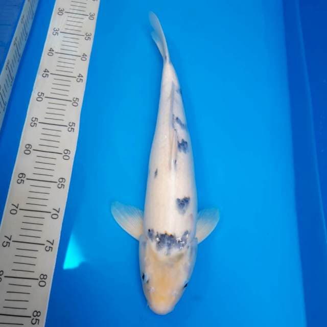 Okawa shiro non serti 53cm