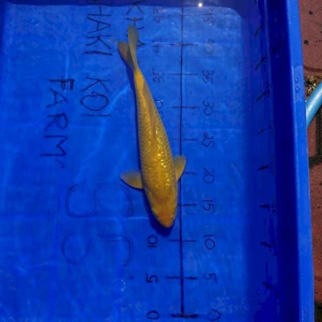GINRIN JOS KARASI 30 CM