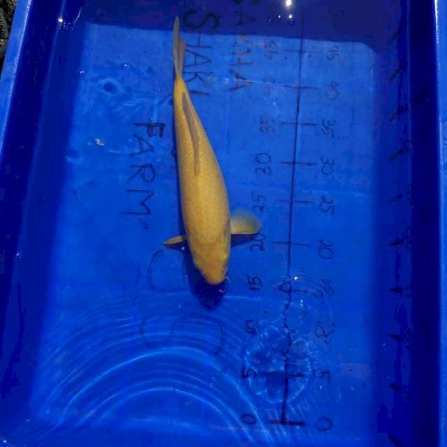 KARASHI 33 CM