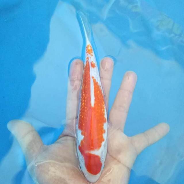 F1 Kohaku Ginrin
