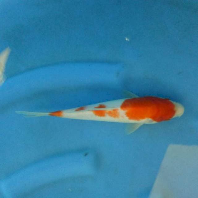 F1 Kohaku
