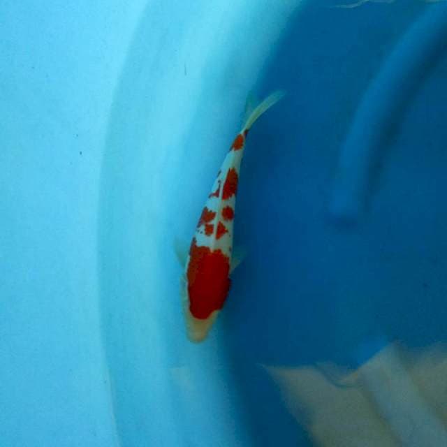 F1 Kohaku