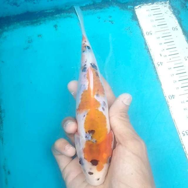 Inazumi sanke 20cm