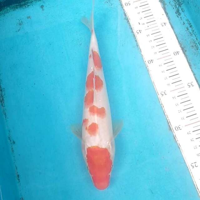 Maruten kohaku 25cm
