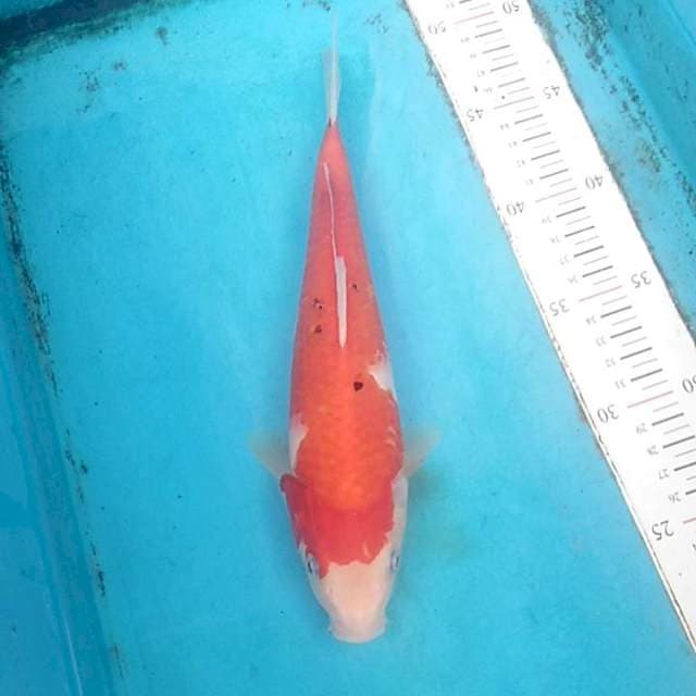 Sanke 27cm