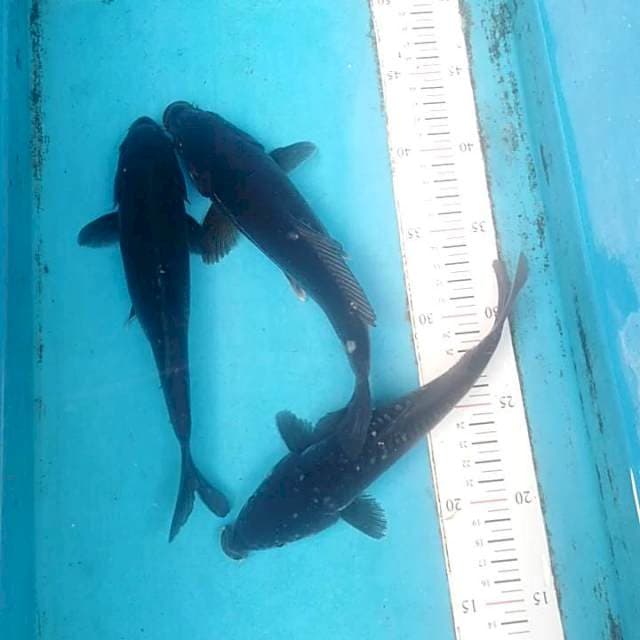 Trio blacky