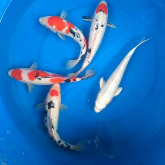Sk mix maruten