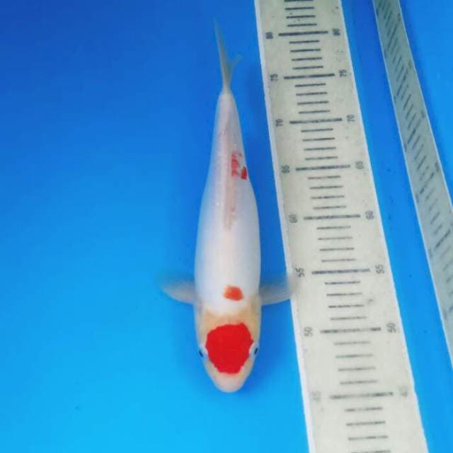Kohaku ori