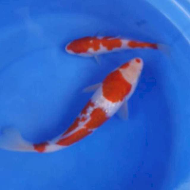 Kohaku 16&25cm