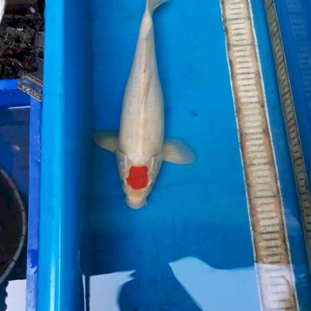 Tanco 38 cm