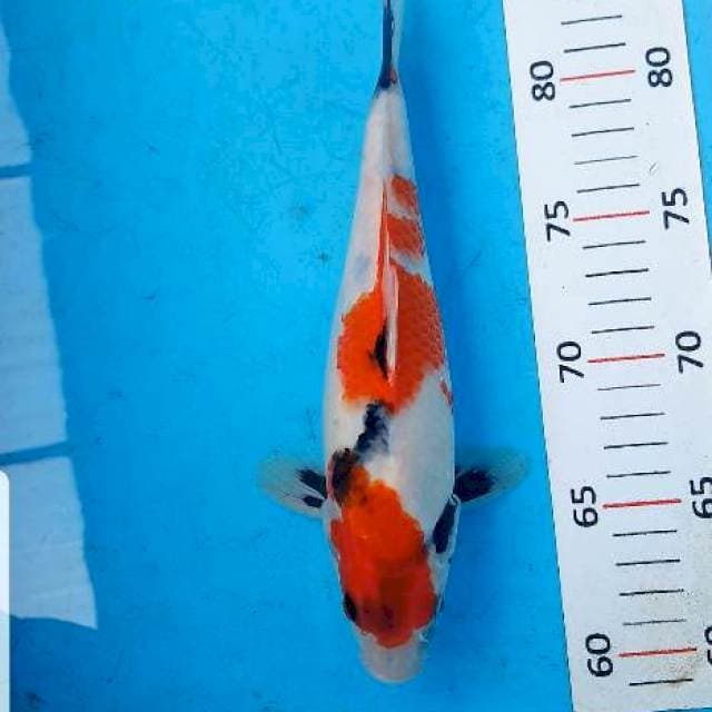 Showa 25cm