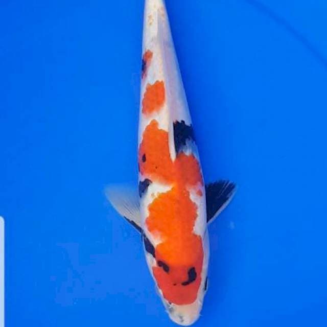Showa 25cm