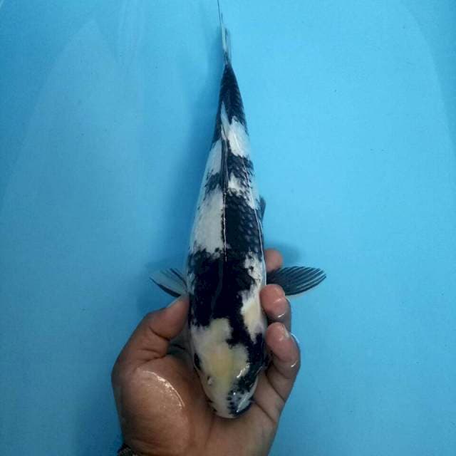 Shiro ginrin 35 cm
