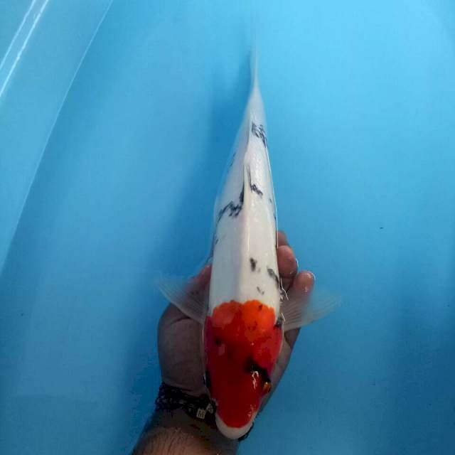 Tancho showa ori size 42 cm sex male