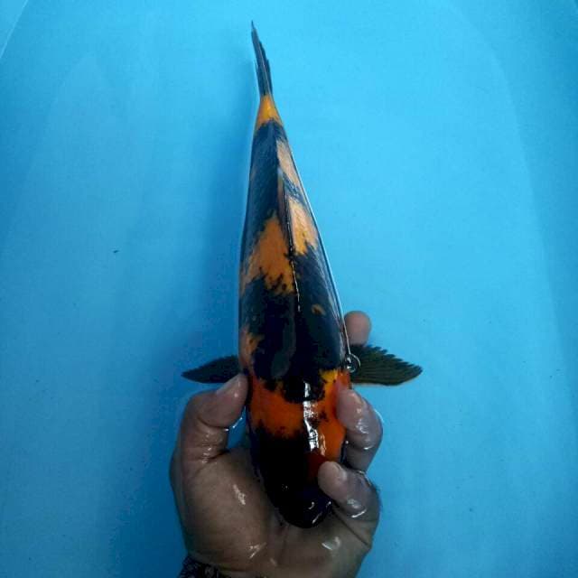 Utsuri 37 cm sex male