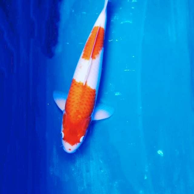 Kohaku 2 step
