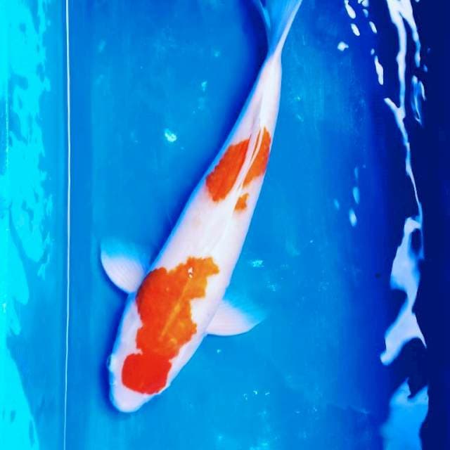 Kohaku