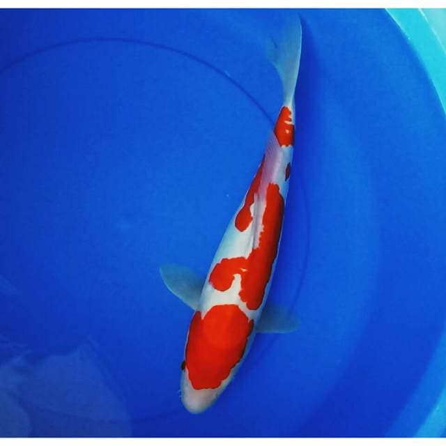 HQ.DOITSU KOHAKU ARAGOKE MERAH DARAH