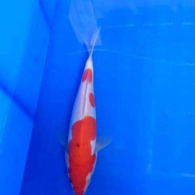 Kohaku sanke step mantaps