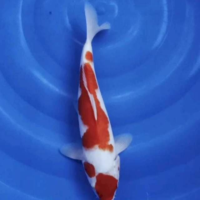 Kohaku mantep