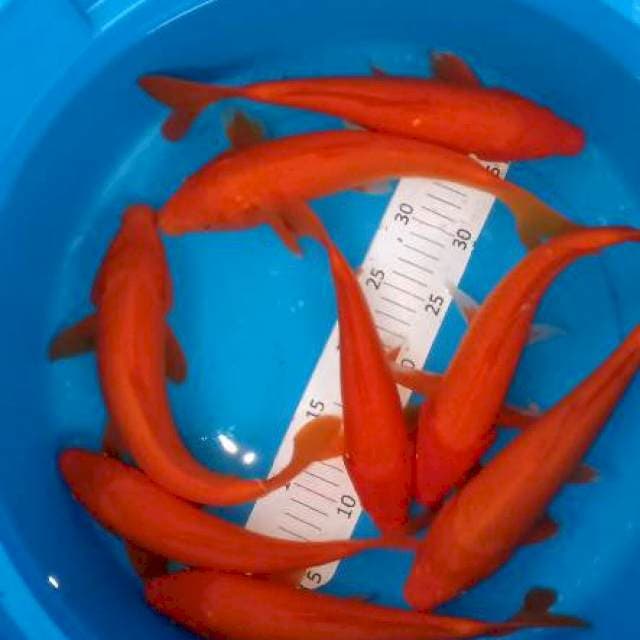 8 benigoi