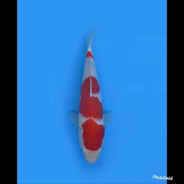 30cm , Kohaku Super Merah , male