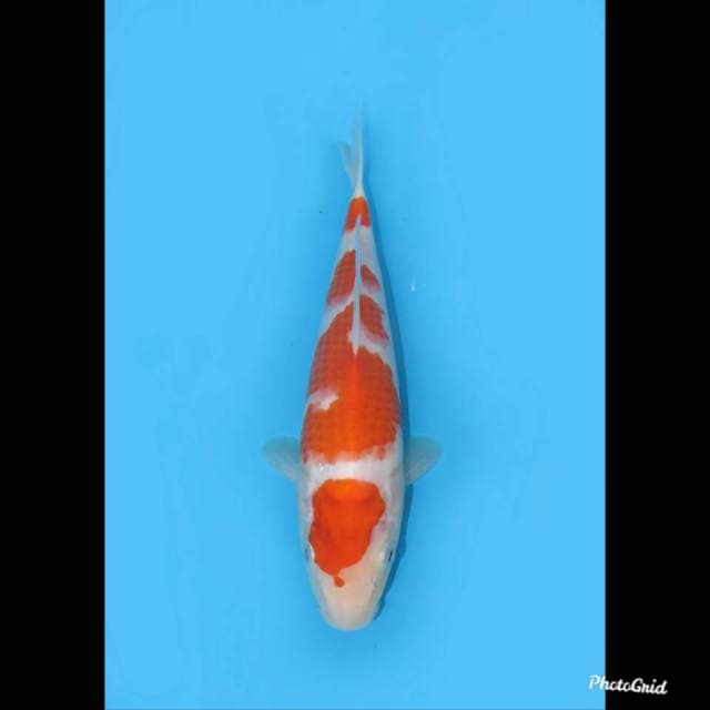 26cm , Kohaku Jumbo Tosai , Female