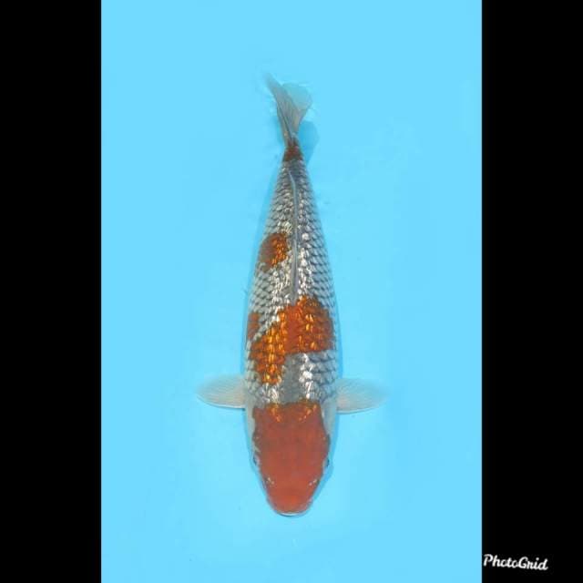32cm , Ochiba Shigure Ginrin ,female