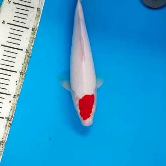 Tanco kohaku