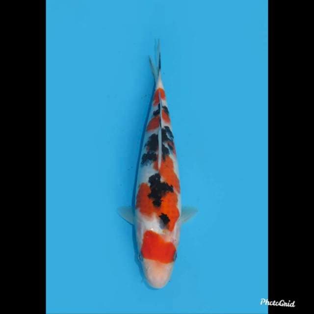 27cm , Taisho Sanke , Female