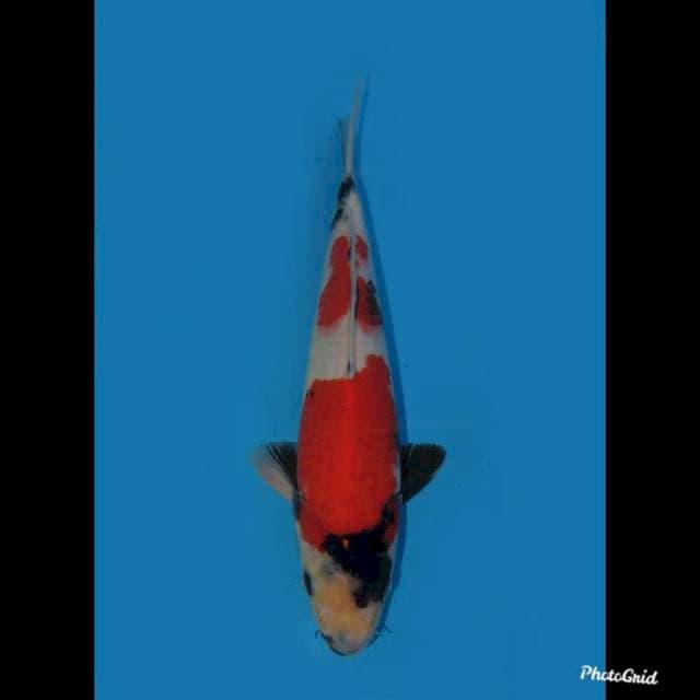 28cm , Super Red Showa , Male