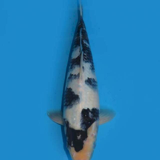 29cm , Shiro Utsuri Prospek , Male