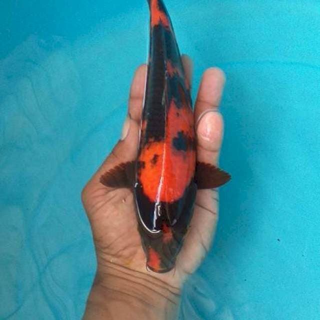 Hiu utshuri red