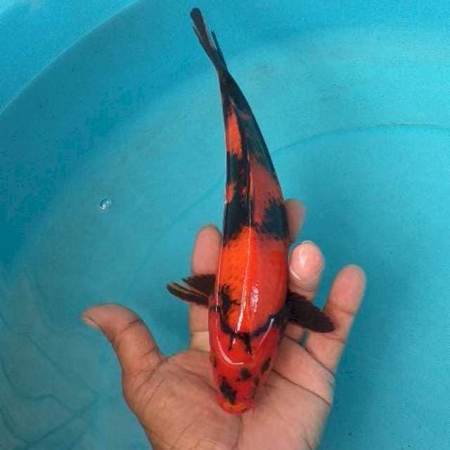 Hiu utsuri red