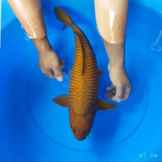 Chagoi jinak 47 cm