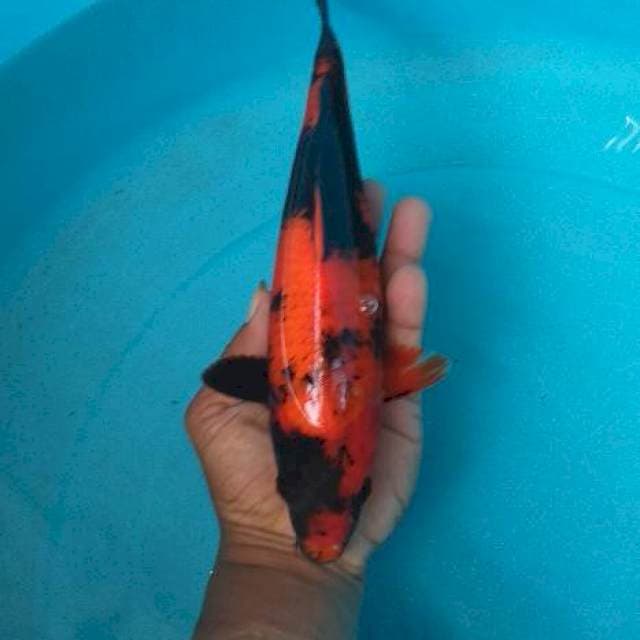 Hi utsuri red