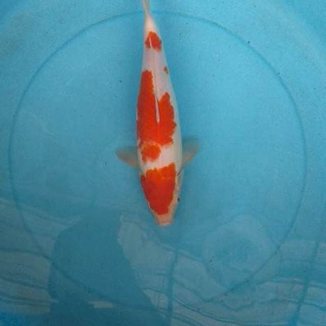 Kohaku
