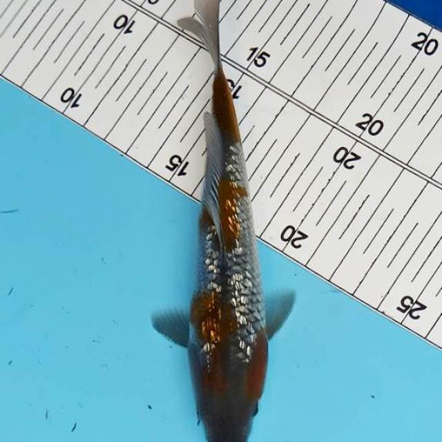 Ochiba Ginrin 17 cm