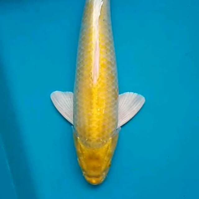 Hikari 37 cm