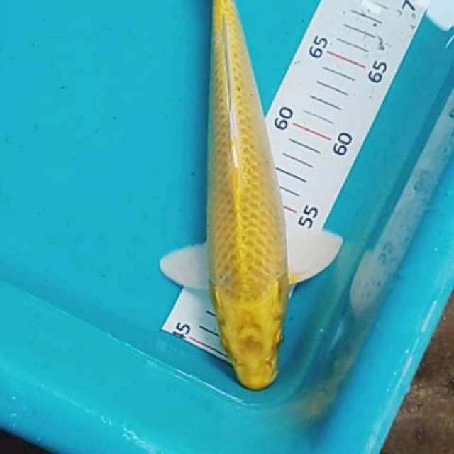 Yamabuki 30 cm