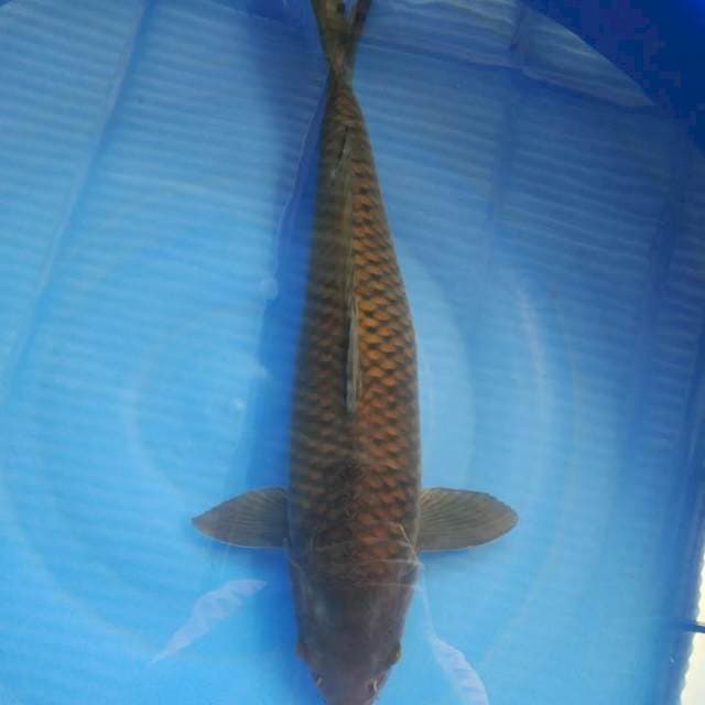 Jumbo Black chagoi 50CM