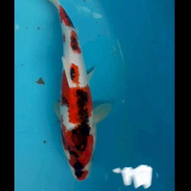 Showa joos 28 cm